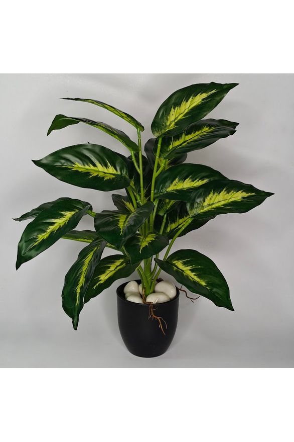 Artificial Dieffenbachia Plant - 37cm with basic black pot